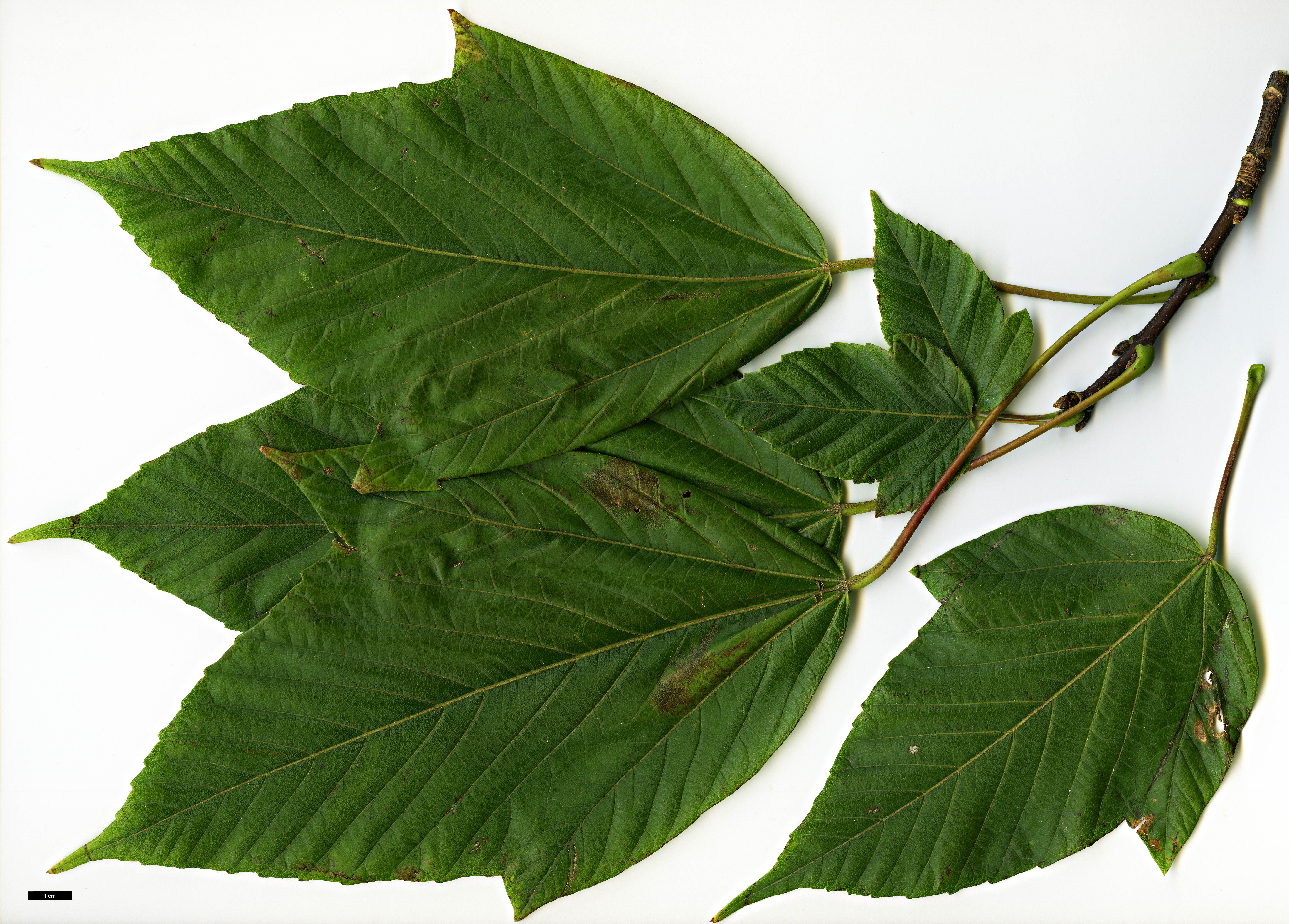 High resolution image: Family: Sapindaceae - Genus: Acer - Taxon: sterculiaceum - SpeciesSub: subsp. sterculiaceum